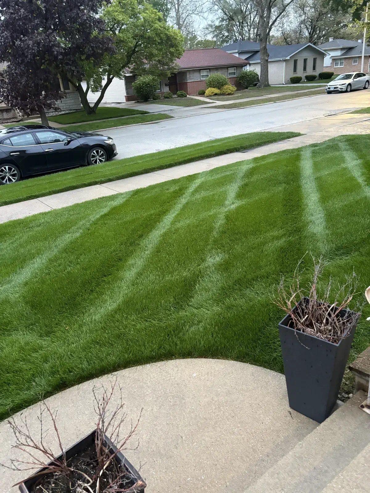 Newly mowed lawn